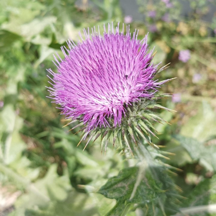 Chardon Rose, Chardon aux ânes, Onopordum acanthium image